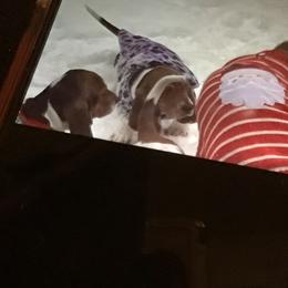 Basset Hound Puppies from Muggsk-9obedience