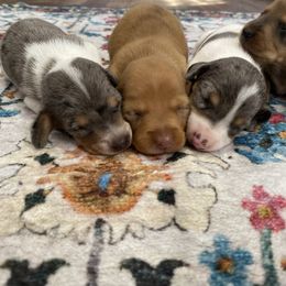 Elizah - Dapple female Dachshund puppy in Magnolia, Texas from Carrie’s Countryside Dachshunds