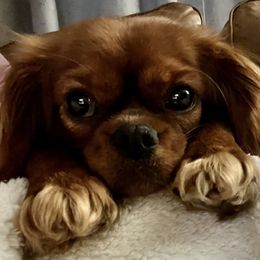 Reign - Cavalier King Charles Spaniel