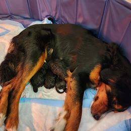 Bernedoodle and Goldendoodle Puppies from Doni Doodles