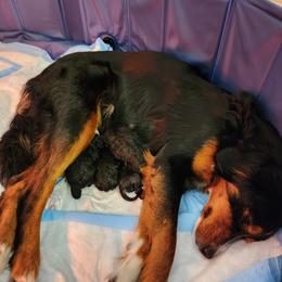 Bernedoodle and Goldendoodle Puppies from Doni Doodles