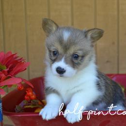 American Corgi and Pembroke Welsh Corgi Puppies from Half-Pint Corgis