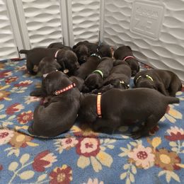 Boy 4 - Liver male German Shorthaired Pointer puppy in West Richland, Washington from Lehmschlog Kennels