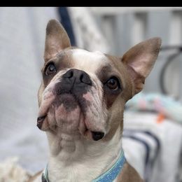 Moxie - Boston Terrier