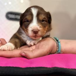 Suki - Red tri female Miniature Australian Shepherd puppy in North Lakeport, California from Wild Rose Ranch