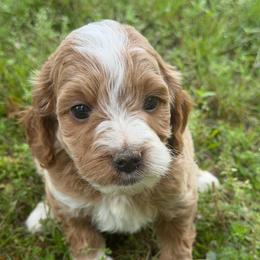 Boy 5 - Apricot male Goldendoodle puppy in Haleyville, Alabama from Susan’s Prefurred Doodles