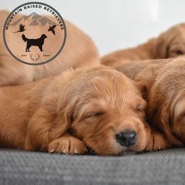 Golden Retriever Puppies from Mountain Raised Retrievers