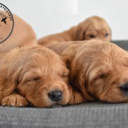 Golden Retriever Puppies from Mountain Raised Retrievers