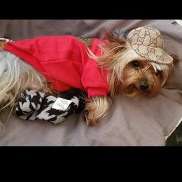 Yorkshire Terriers from Royalty Kennel