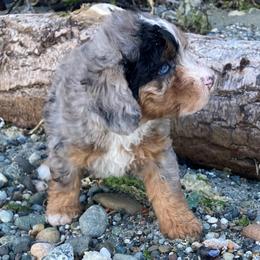 Tostito - female Australian Mountain Doodle puppy in Port Orchard, Washington from Yukon Harbor Doodles