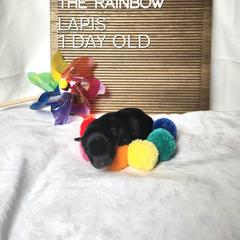 Lapis - Black male Finnish Lapphund puppy in Mount Clemens, Michigan from Tulikettu Kennel