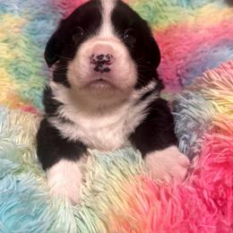 Boy 3 - male Cardigan Welsh Corgi puppy in Princeton, Texas from Fable Cardigan Welsh Corgis