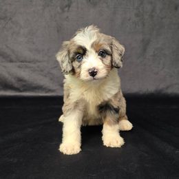 Bernedoodle, Cavapoo, and Goldendoodle Puppies from Royal doodles of Florida