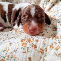 Dachshund Puppies from Drift & Dash Dachshunds