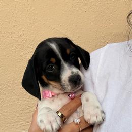 Chloe - Piebald female Dachshund puppy in Arcadia, California from Cruz Industries - Dachshund Company & French Bulldog Company