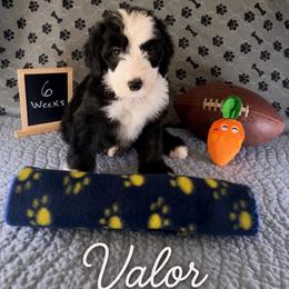 Valor - Black and white male Sheepadoodle puppy in Glen Rose, Texas from Clevenger’s Sheepadoodle Fur Baby Farm