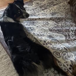 Miniature Australian Shepherds from Skye’s Waggin’ Aussies