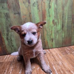 Orange Collar Red Female - Red speckled female Australian Cattle Dog puppy in Riverton, Utah from Rundown Ranch Cattle Dogs