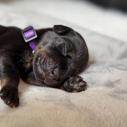 Doberman Pinscher Puppies from Haus of Hound