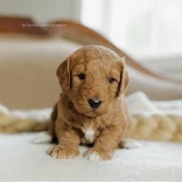 Alice - Red  female Goldendoodle puppy in Hiddenite, North Carolina from Rose and Reid Doodles
