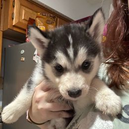Boy 1 - Black and white male Siberian Husky puppy in Laneville, Texas from ETX Huskies