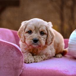 Cavapoo, Cockapoo, Labradoodle, and Poodle Puppies from Heavenly Puppies to Love