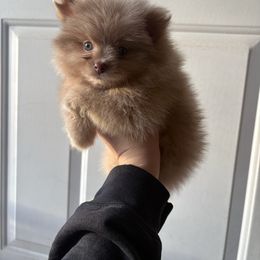 Peanut - Cream sable male Pomeranian puppy in Denver, Colorado from Tiny Tornado Poms