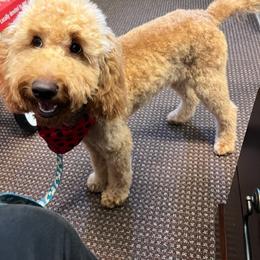Goldendoodle Puppies from The Doodle grove