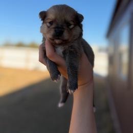 Max - Cream sable male Pomeranian puppy in Nashville, Arkansas from Cuddles n Curls