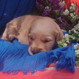 Boy 8 - Golden Retriever puppy in Grand Meadow, Minnesota from Root River Retrievers