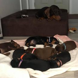 Doberman Pinscher Puppies from Jensen Dobermans