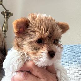 Clover - Parti female Yorkshire Terrier puppy in Lyle, Washington from Sport Yorkie