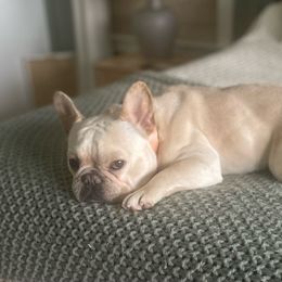 Tunechi - French Bulldog