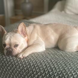 Tunechi - French Bulldog