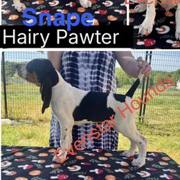 Snape - Blue ticked and tan male Bluetick Coonhound puppy in Cherryville, North Carolina from Evenstar-WesRidge Bluetick Hounds