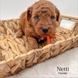 Netti - Red  female Goldendoodle puppy in Sunman, Indiana from Brunsman Country Doodles LLC