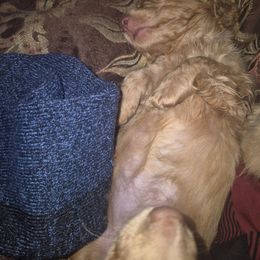 Mocha dark chocolate cream girl - Cream female Dachshund puppy in Madisonville, Tennessee from LaRose Farm & Kennels