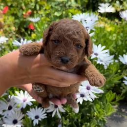 Berry - Red male Assorted Doodle Crosses puppy in Yuba City, California from Lucky Day Doodles