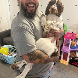 English Springer Spaniel Puppies from South Texas Springers