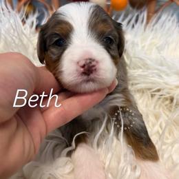 Beth - Merle female Bernedoodle puppy in Snohomish, Washington from Refined Doodles