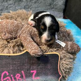 Pixie - Piebald female Dachshund puppy in Bigfork, Minnesota from Dachshunds Up North
