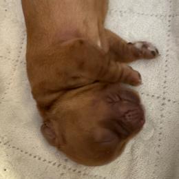 Girl 1 - Ruby female Cavalier King Charles Spaniel puppy in Rockville, Maryland from Skais the Limit Cavaliers