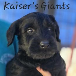 Boy 1 - Black male Giant Schnauzer puppy in Billings (Bil), Montana from Kaiser's Giants
