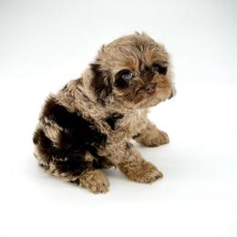 Bubbles - Merle female Cockapoo puppy in Danielsville, Georgia from Meg's Doodles and Poodles