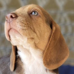 Beagles from Vega Valley Beagles