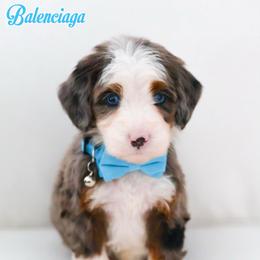 Balenciaga - Blue merle male Bernedoodle puppy in Diamond Bar, California from Furrytaildoodles