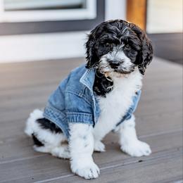Anakin - Parti male Goldendoodle puppy in Damascus, Oregon from Emma Doodles