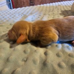 Sally - Red female Dachshund puppy in Stillwater, Oklahoma from Shade Tree Dachshunds