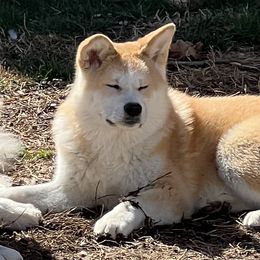 Girl 2 - Red Japanese Akitainu puppy in Virginia from Corado's Pups