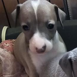 Fawn girl - Blue fawn female Italian Greyhound puppy in Phillips, Maine from Maplewood Italian Greyhounds